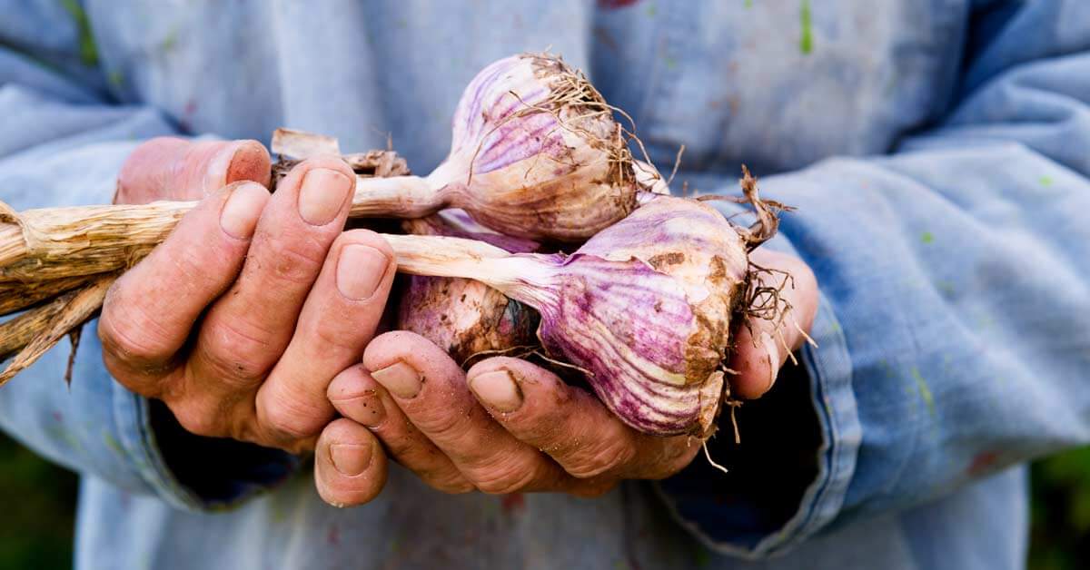 Holding freshly harvested garlic. Holding freshly harvested garlic.